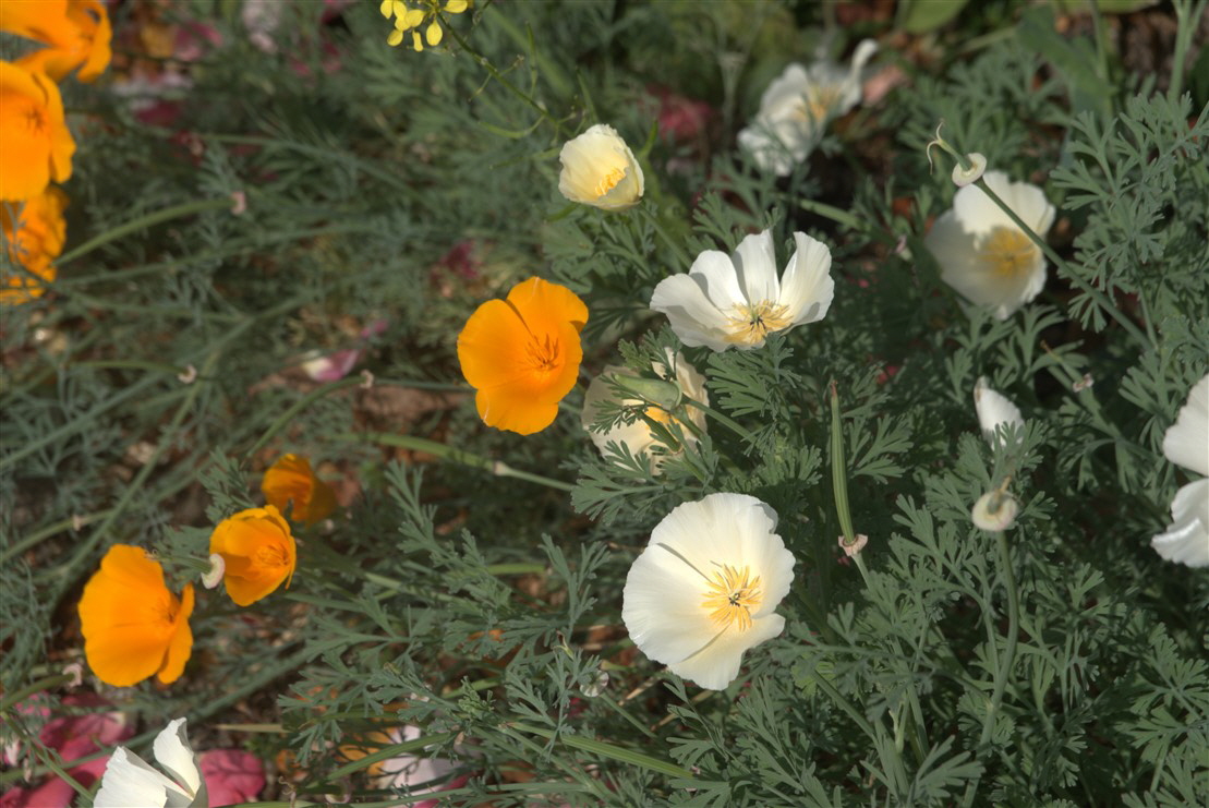 Schlafmützchen -oder Kalifornischer Mohn -wunderschön - aber  eine Giftpflanze