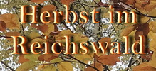 Herbst im Reichswald 19