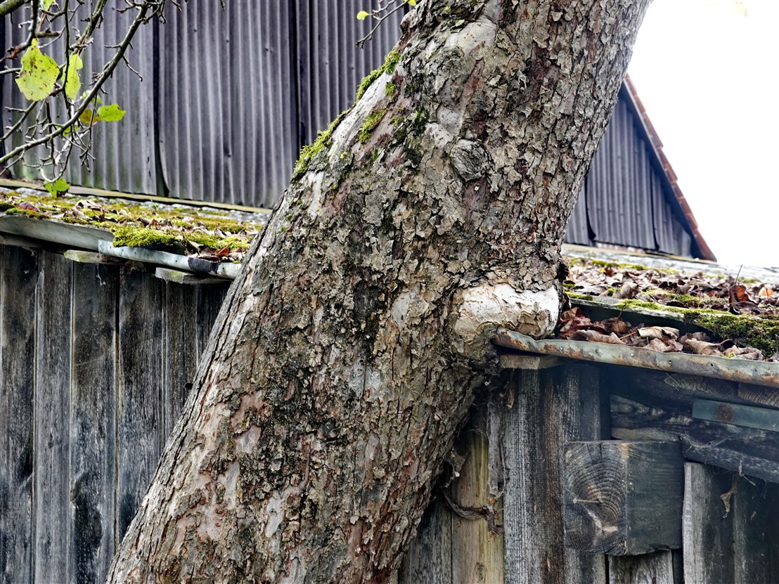 Baum friÃŸt Dach