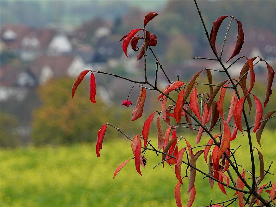 Rotes Herbstlaub an gelben "weiÃŸen Senf"