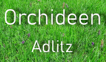 Bilder Bericht Orchideen bei Adlitz