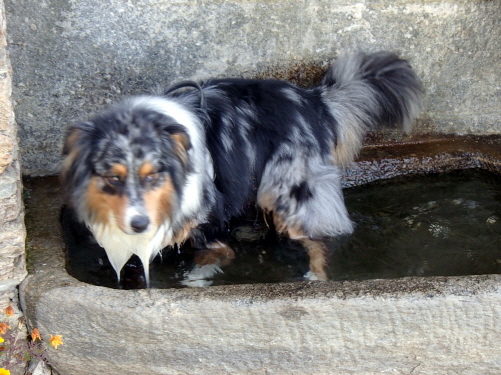 024 Brunnentrog mit Hundefüllung am Rifugio Meira Paula