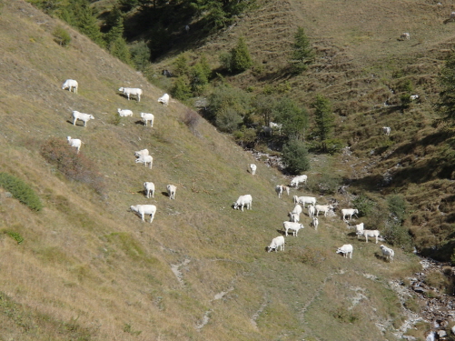 038 Die typischen weißen Piemonteser-Kühe