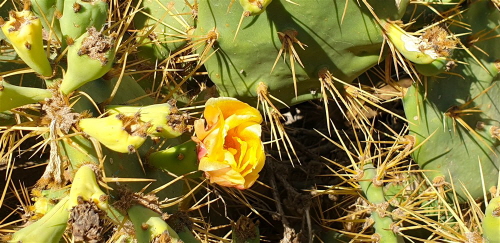 047 Kaktus in der Blüte