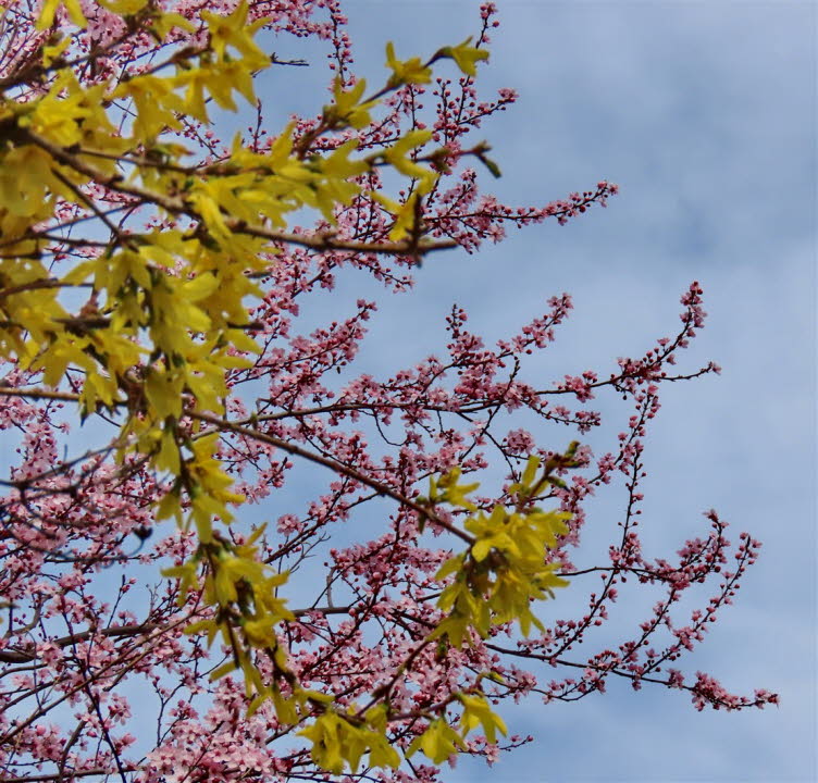 Frühling in Burgbernheim