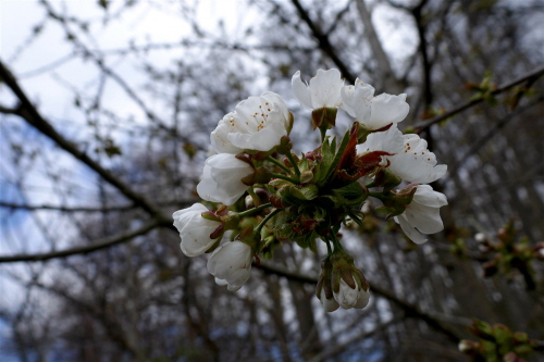13 Frühlingsblüher
